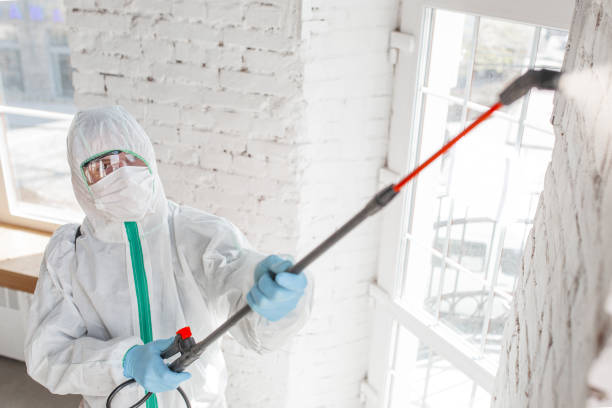 Best Basement Mold Removal  in Scotts Hill, TN